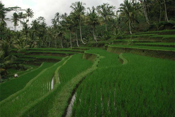 Gunung Kawi Temple, Bali's Candi Gunung Kawi Temple, Ancient Valley of Kings, Gunung Kawi Temple - Rocky Temple Bali, Candi Gunung Kawi Temple Near Ubud, Bali Cycling Tours from https://www.balibreezetours.com , Bali Bike Tours, eBikes Bali Tours, Ubud eBikes Tours, Kintamani Downhill Mountain Biking Tours, Ubud Cycling Tours, Ubud Bike Tours, Cycling Tours, Bali on Bike Tours, Beautiful Scenery, Bali Attraction, Bali Breeze Tours
