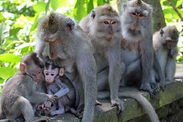Ubud Monkey Forest from https://www.balibreezetours.com , Sacred Monkey Forest Sanctuary, Mandala Wisata Wenara Wana, Tiket Sacred Monkey Forest Ubud - Bali, Bali Breeze Tours