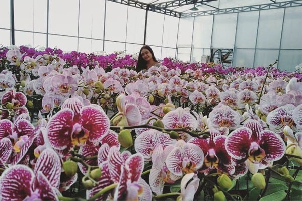 Bali Orchid Garden, Orchid Garden Sanur, Duta Orchid Garden, Sekar Bali Orchid Garden, Bali Cycling Tours from https://www.balibreezetours.com , Ubud Bike Tour, eBikes Bali Tours, Ubud eBikes Cycling Tour, Ubud Bicycle Tour, Bali Cycling Tours, Ubud Cycling Tours, Bali Bike Tours, Cycling Tours, Bike Tours, Cycle Tours, Bicycle Tours, Mountain Bike Ride from https://www.balibreezetours.com , Bali Bike Tour, Bali Cycle Tour, Bali Bicycle Tour, Kintamani Downhill Mountain Biking Tour, Mountain Biking, Bali Breeze Tours Company, Promo Ubud Bike Packages Tours, Book Now Bike Tour, 100% Owned and Proudly Operated, Local Balinese People, Bali Breeze Tours