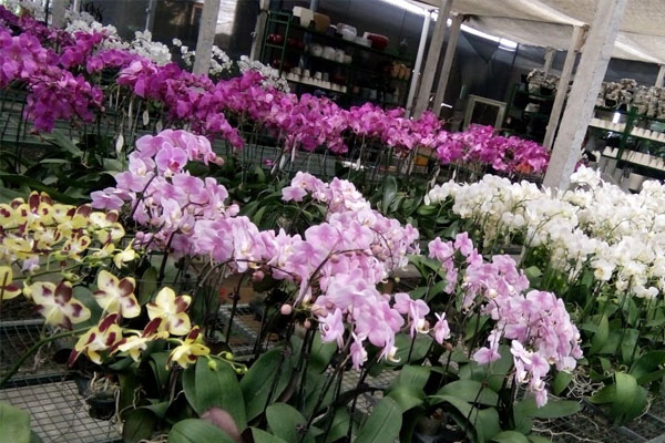 Bali Orchid Garden, Orchid Garden Sanur, Duta Orchid Garden, Sekar Bali Orchid Garden, Bali Cycling Tours from https://www.balibreezetours.com , Ubud Bike Tour, eBikes Bali Tours, Ubud eBikes Cycling Tour, Ubud Bicycle Tour, Bali Cycling Tours, Ubud Cycling Tours, Bali Bike Tours, Cycling Tours, Bike Tours, Cycle Tours, Bicycle Tours, Mountain Bike Ride from https://www.balibreezetours.com , Bali Bike Tour, Bali Cycle Tour, Bali Bicycle Tour, Kintamani Downhill Mountain Biking Tour, Mountain Biking, Bali Breeze Tours Company, Promo Ubud Bike Packages Tours, Book Now Bike Tour, 100% Owned and Proudly Operated, Local Balinese People, Bali Breeze Tours