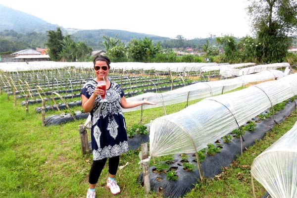 Bali Strawberry Farm, Strawberry Hill Hotel, Bedugul, Bali Strawberry Farm & Restaurant, Bedugul, Baturiti, Tabanan, Bali Cycling Tours, Ubud Cycling Tours, Bali Bike Tours, Cycling Tours, Bike Tours, Cycle Tours, Bicycle Tours, Mountain Bike Ride from https://www.balibreezetours.com , Bali Bike Tour, Bali Cycle Tour, Bali Bicycle Tour, Bali Mountain Biking Tour, Mountain Biking, Bali Go Bike Tours, Bali On Bike Tours, Ubud Bicycle Tour, Start Point, Kintamani Downhill Bike Tour, Beautiful Scenery, Bali Attraction, Bali Breeze Tours